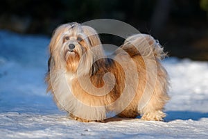 Beautiful havanese dog stands in a snowy park
