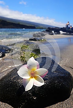 Beautiful Hawaii nature background with plumeria flower