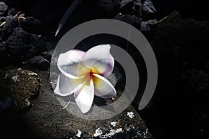 Beautiful Hawaii nature background with plumeria flower