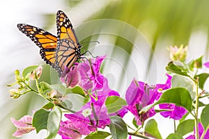 Beautiful Hawaiian Flower