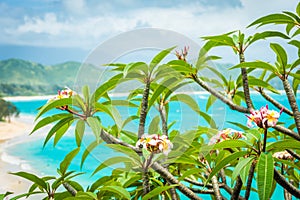 Beautiful Hawaiian Plumeria flowers on idyllic tropical backdrop
