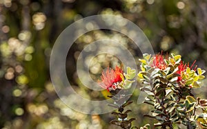 Beautiful Hawaiian Red Ohia Lehua Flower in Bloom on Kaulana Manu Nature Trail