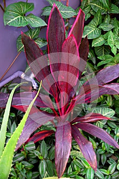 Beautiful Hawaiian Ti Plant