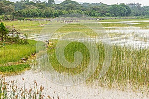 Beautiful Hawassa lake