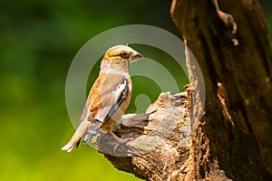 Beautiful hawfinch female, Coccothraustes coccothraustes, songbird perched on wood