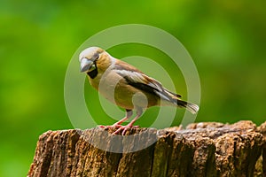 Beautiful hawfinch female, Coccothraustes coccothraustes, songbird perched on wood