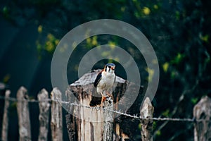 A beautiful hawk posses for the camera near Trinidad, Cuba.