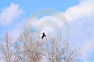 Beautiful hawk soars in sky next to trees