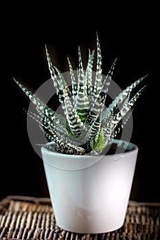 Beautiful haworthia attenuata over a black background.