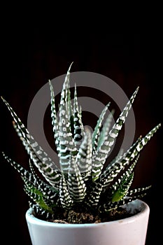 Beautiful haworthia attenuata over a black background.