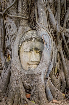 Beautiful head of Buddha under a fig tree in Ayutthaya Province