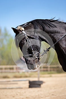 Beautiful head of a horse on manege