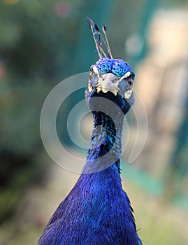 Beautiful head of peacock