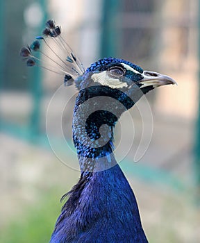 Beautiful head of peacock