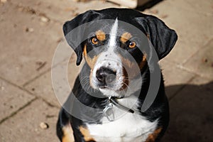 A beautiful head portrait of an appenzeller dog photo