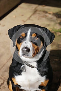 A beautiful head portrait of an appenzeller dog photo