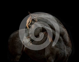 Frisian horse portrait on black background