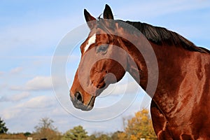 A beautiful head portrait from a brown quarter horse on the paddock
