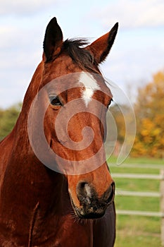 A beautiful head portrait from a brown quarter horse on the paddock