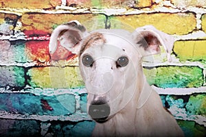 A beautiful head portrait from a galgo in front of a colorful brick wall