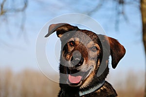 A beautiful head portrait from a mixed dog