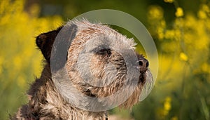 a beautiful head portrait of a small border terrier in a yellow rape seed field