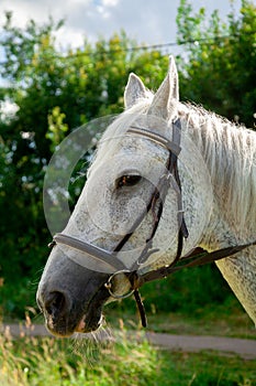 Beautiful head portrait of walking horse outdoor in the summer