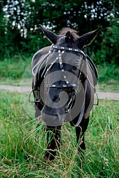 Beautiful head portrait of walking horse outdoor in the summer