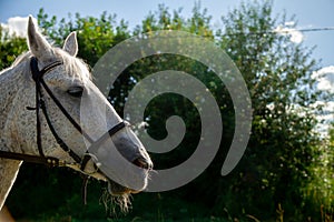 Beautiful head portrait of walking horse outdoor in the summer