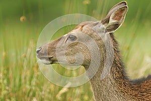 A beautiful head shot of a Sika Deer Cervus nippon feeding in a meadow at the edge of woodland.