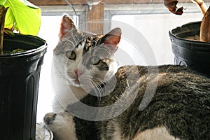 Beautiful Healthy Cat Sitting in a Sunny Window