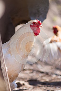 Beautiful healthy cockerel walking on the ground. Concept bird farm.