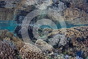 Beautiful, Healthy Coral Reef in Indonesia