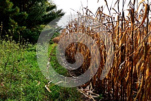 Edge of Drying Corn Field Ready to Harvest photo