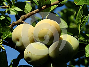 Beautiful and healthy ripe white plums