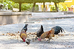 Beautiful and healthy thai Chicken flock find food on ground