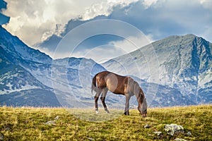 Beautiful, healthy, wild horses in the Transylvanian Alps in summer
