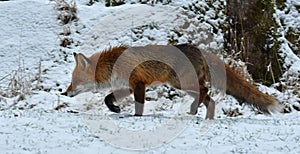 A beautiful and healthy wild Red Fox vulpes vulpes in winter