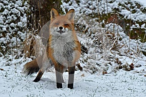 A beautiful and healthy wild Red Fox vulpes vulpes in winter