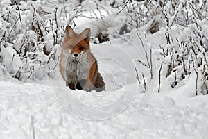 A beautiful and healthy wild Red Fox vulpes vulpes in winter