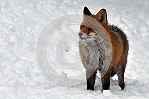 A beautiful and healthy wild Red Fox vulpes vulpes in winter