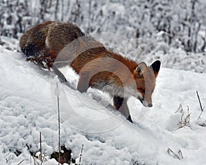 A beautiful and healthy wild Red Fox vulpes vulpes in winter