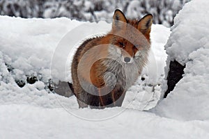 A beautiful and healthy wild Red Fox vulpes vulpes in winter