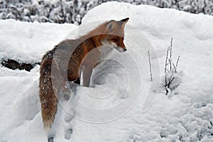 A beautiful and healthy wild Red Fox vulpes vulpes in winter