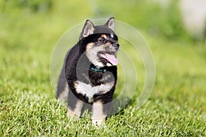 Beautiful healthy young shiba inu pup posing for my cameras