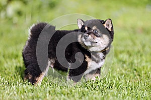 Beautiful healthy young shiba inu pup posing for my cameras