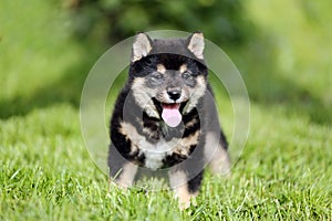 Beautiful healthy young shiba inu pup sunbathing