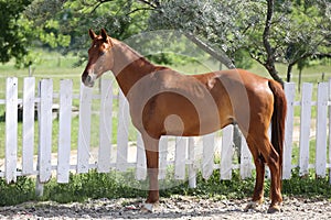 Beautiful healthy youngster canter against white paddock fence