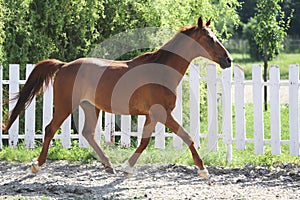 Beautiful healthy youngster canter against white paddock fence