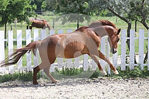 Beautiful healthy youngster canter against white paddock fence